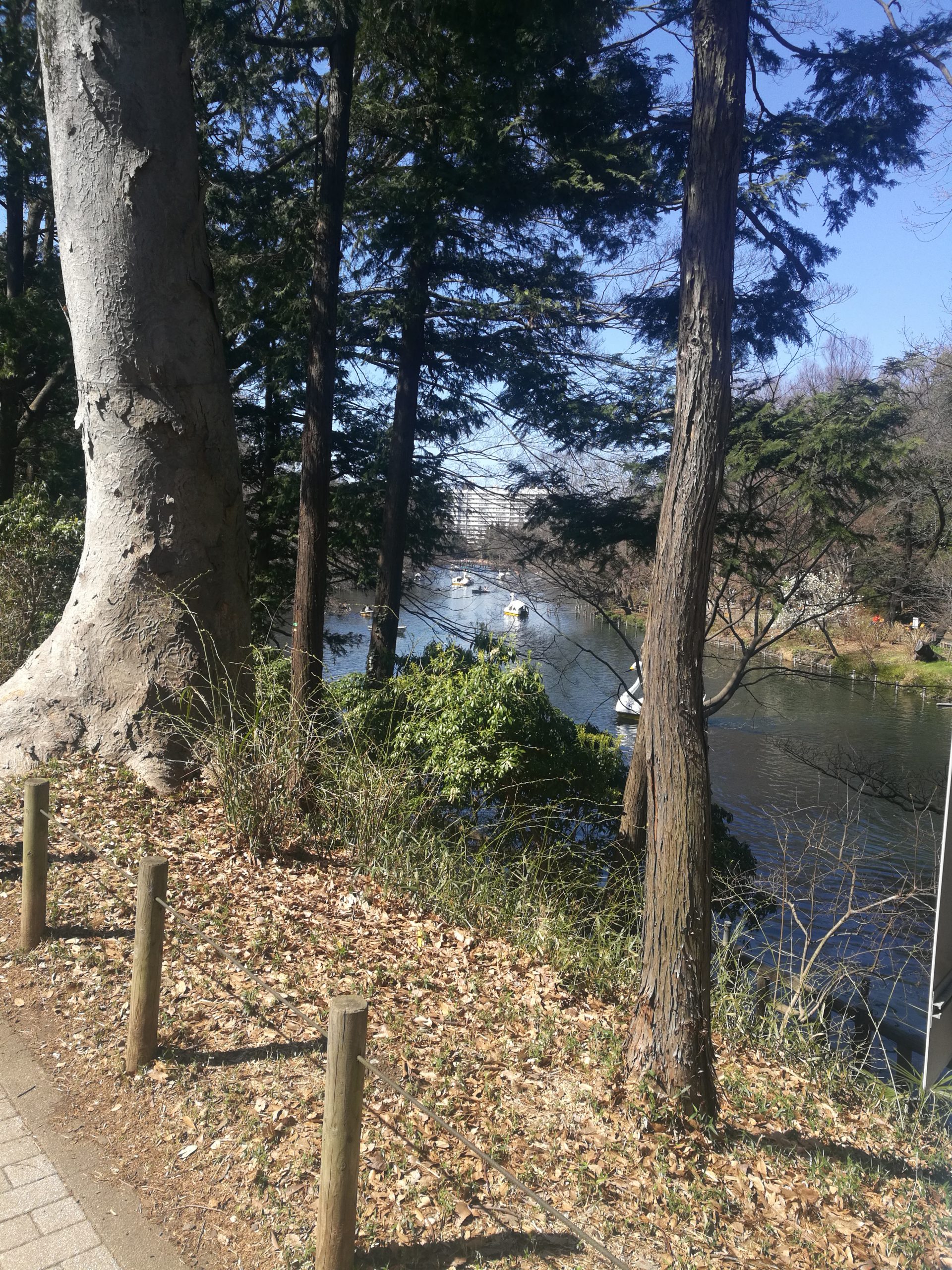 ストレス解消におすすめ グリーンエクササイズ 浜田山エステサロン Yurara